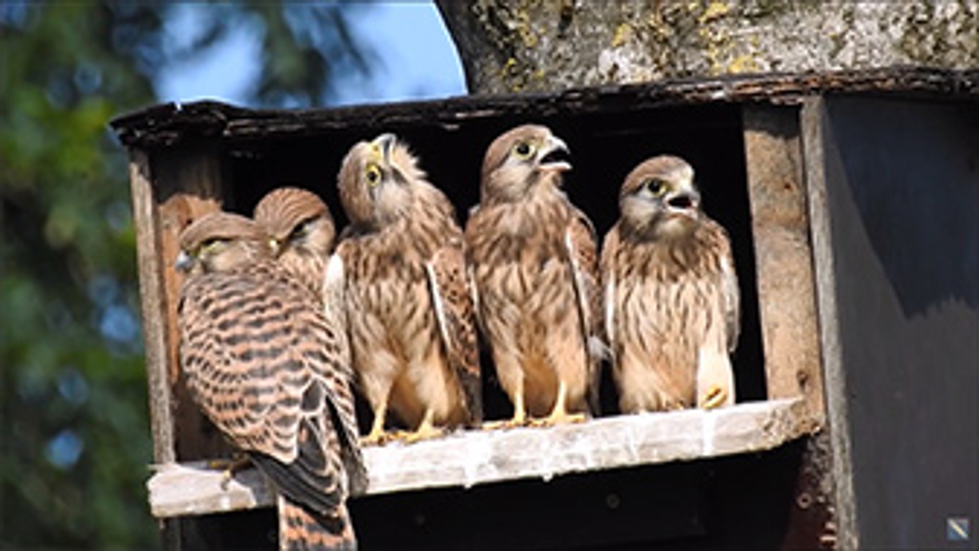 Opgroeiende Torenvalken - Vroege Vogels - BNNVARA