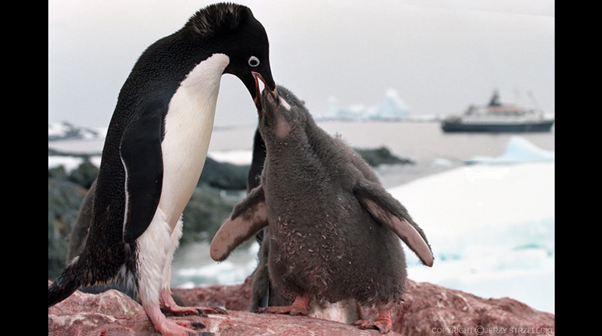 Afbeelding van Update: Groep van anderhalf miljoen pinguïns ontdekt