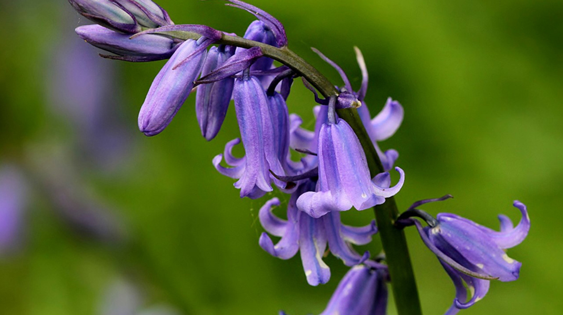 wilde hyacint_theoterwiel