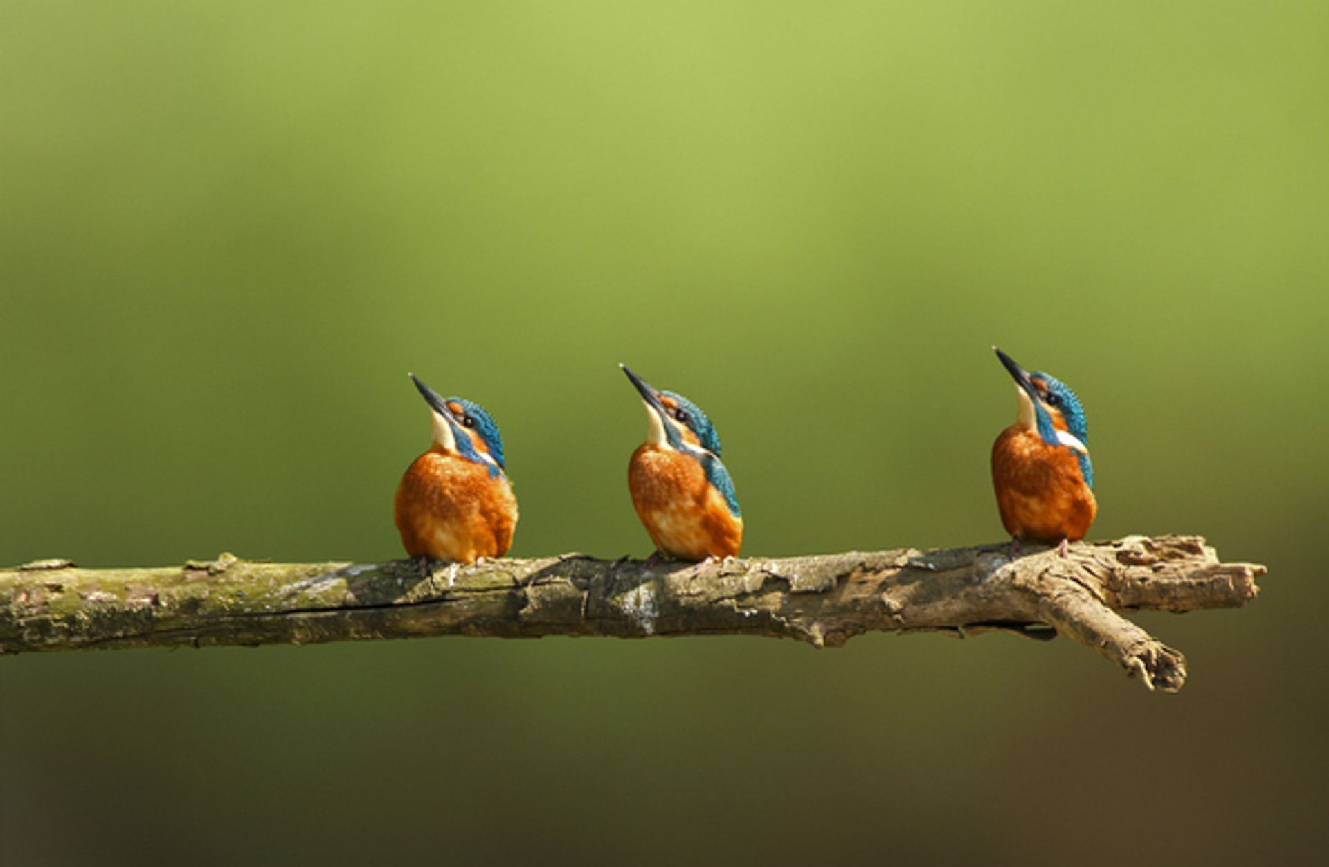 Beleef De Lente25062015 Vroege Vogels Bnnvara