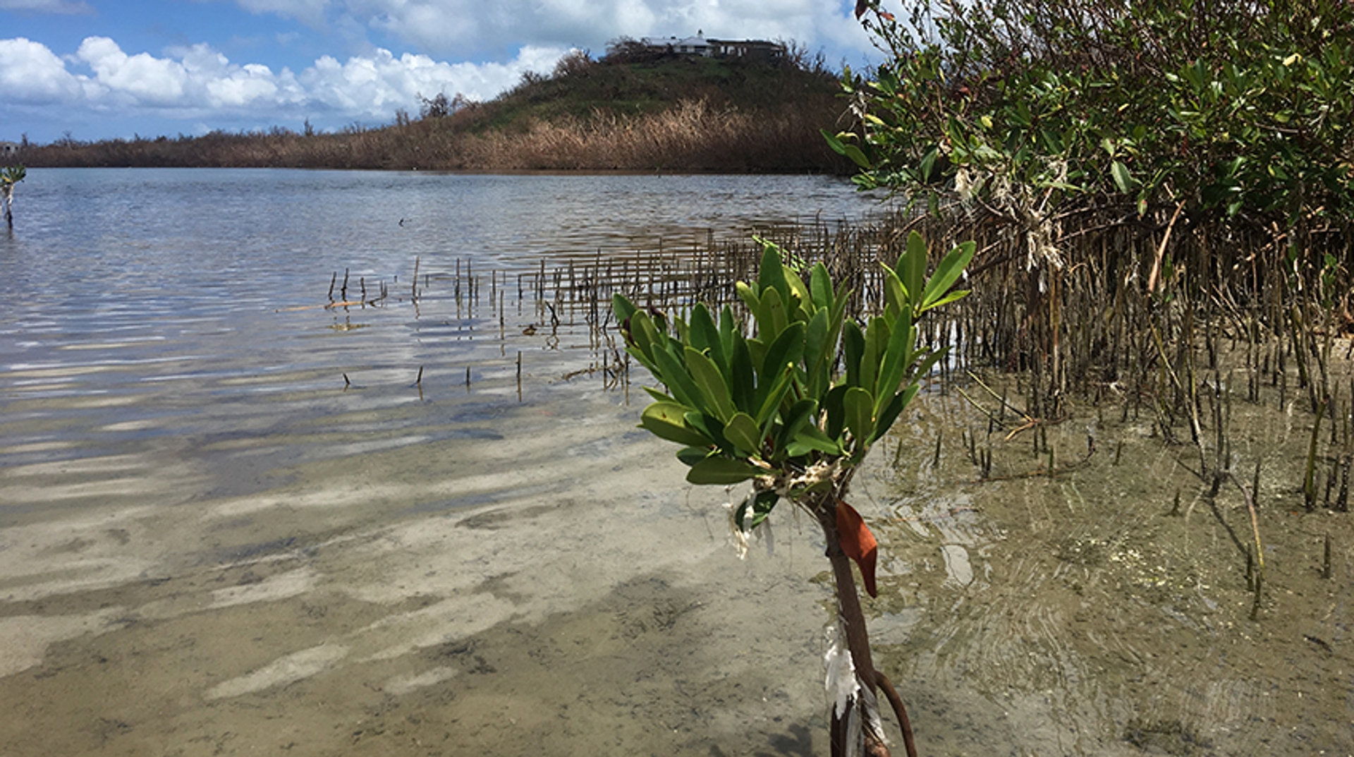 Sint Maarten mangrove