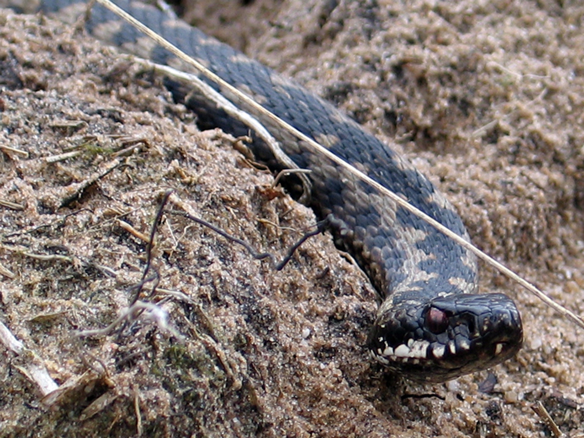 Adder Is Wakker - Joost Huijsing - Vroege Vogels - BNNVARA