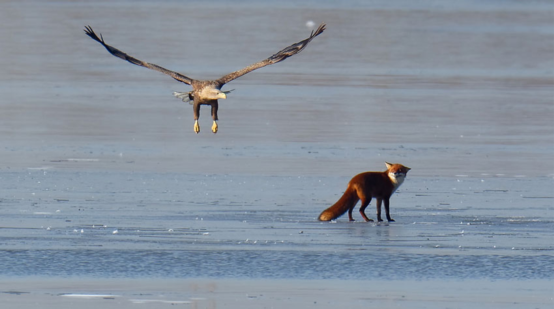 Zeearend en vos op het ijs
