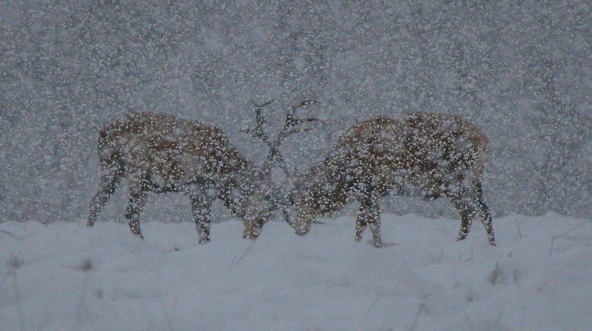 herten in sneeuw