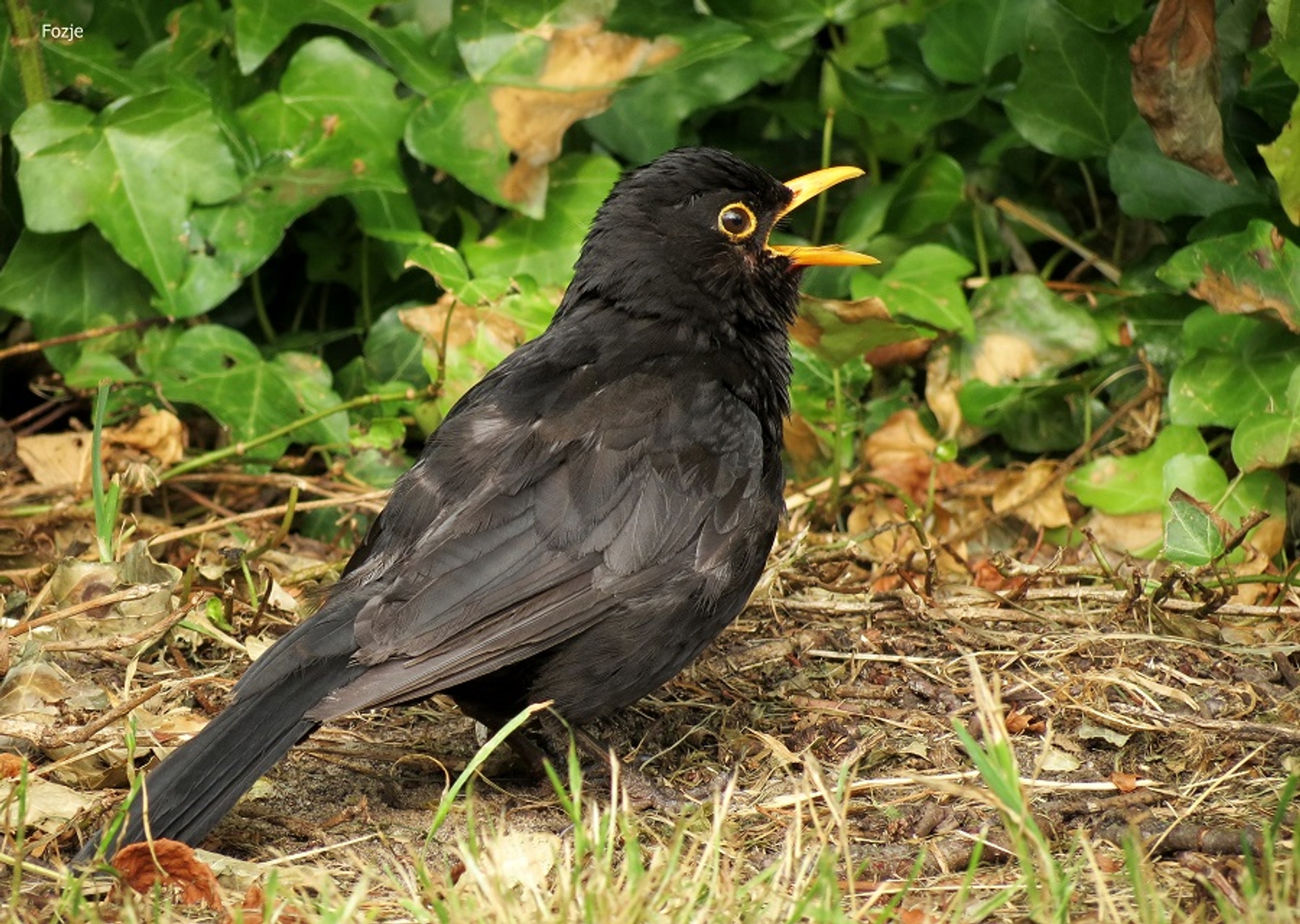 Merel Zoekt Uniek Geluid - Vroege Vogels - BNNVARA