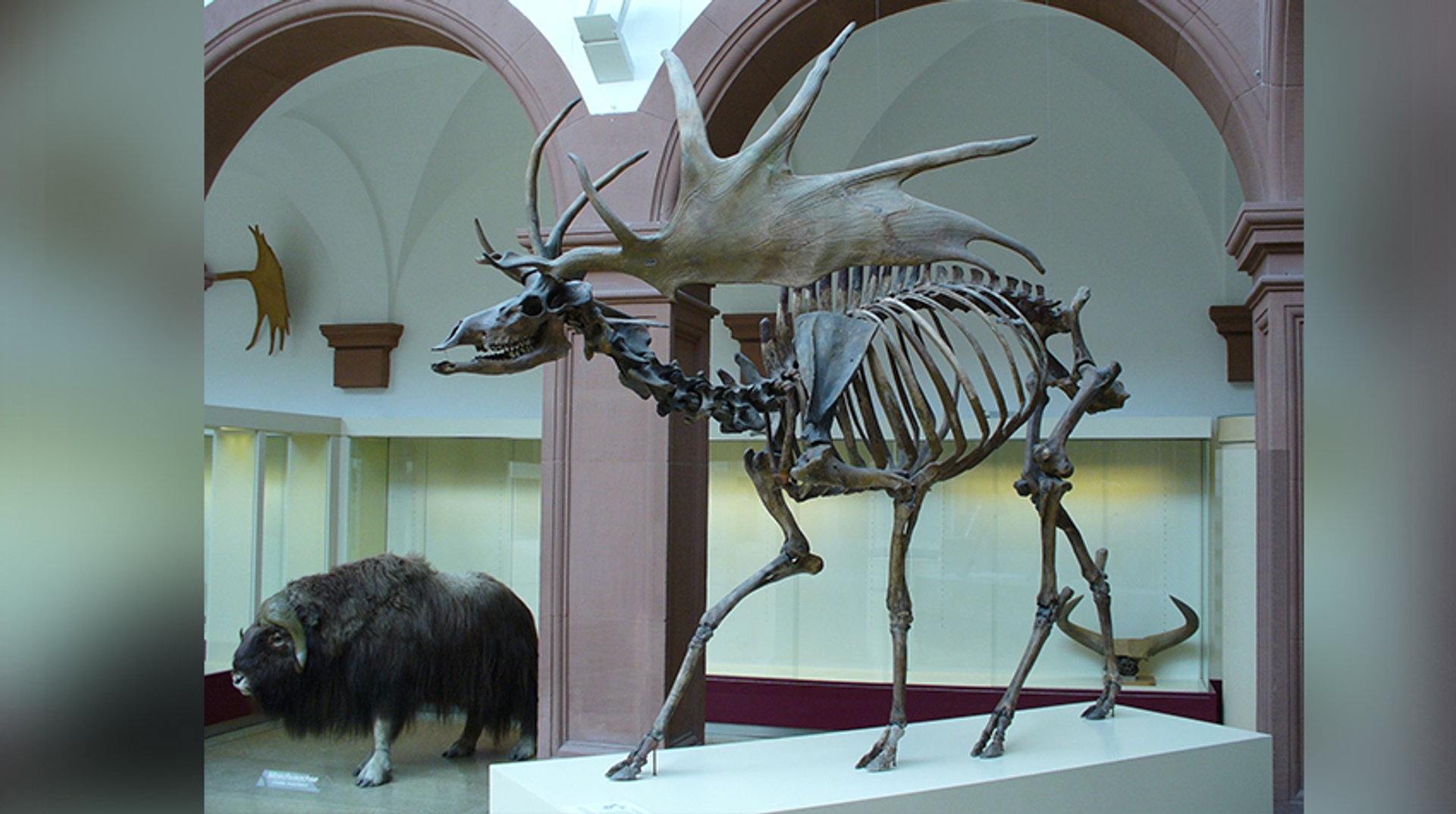 Megaloceros giganteus