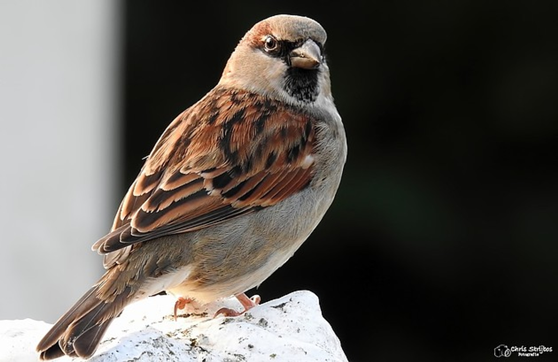 Huismus Opnieuw Op 1 - Vroege Vogels - BNNVARA