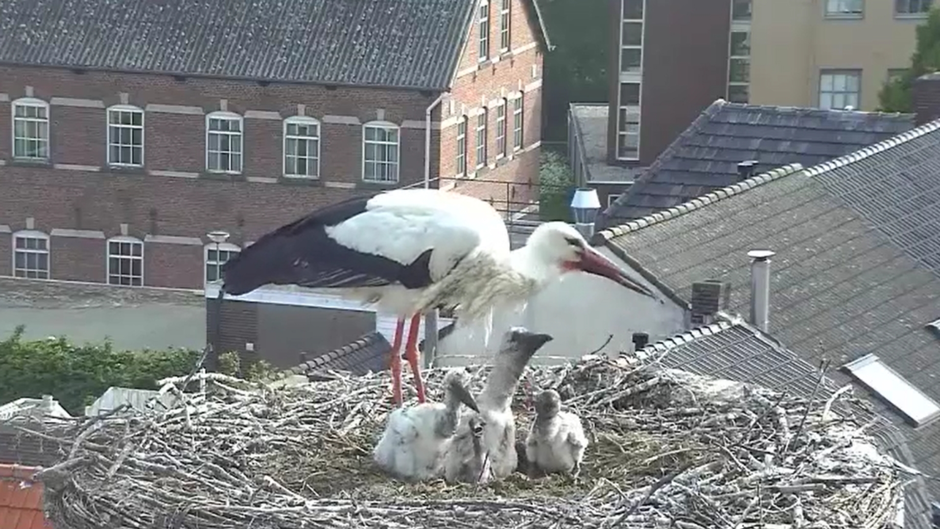 Beleef De Lente Zorgen Om Het Jongste Ooievaarskuiken Vroege Vogels