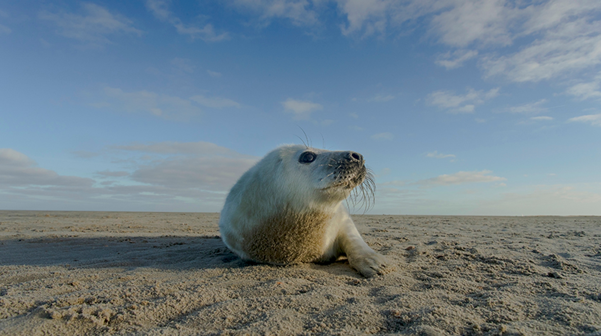 Afbeelding van Geboorte zeehond gefilmd