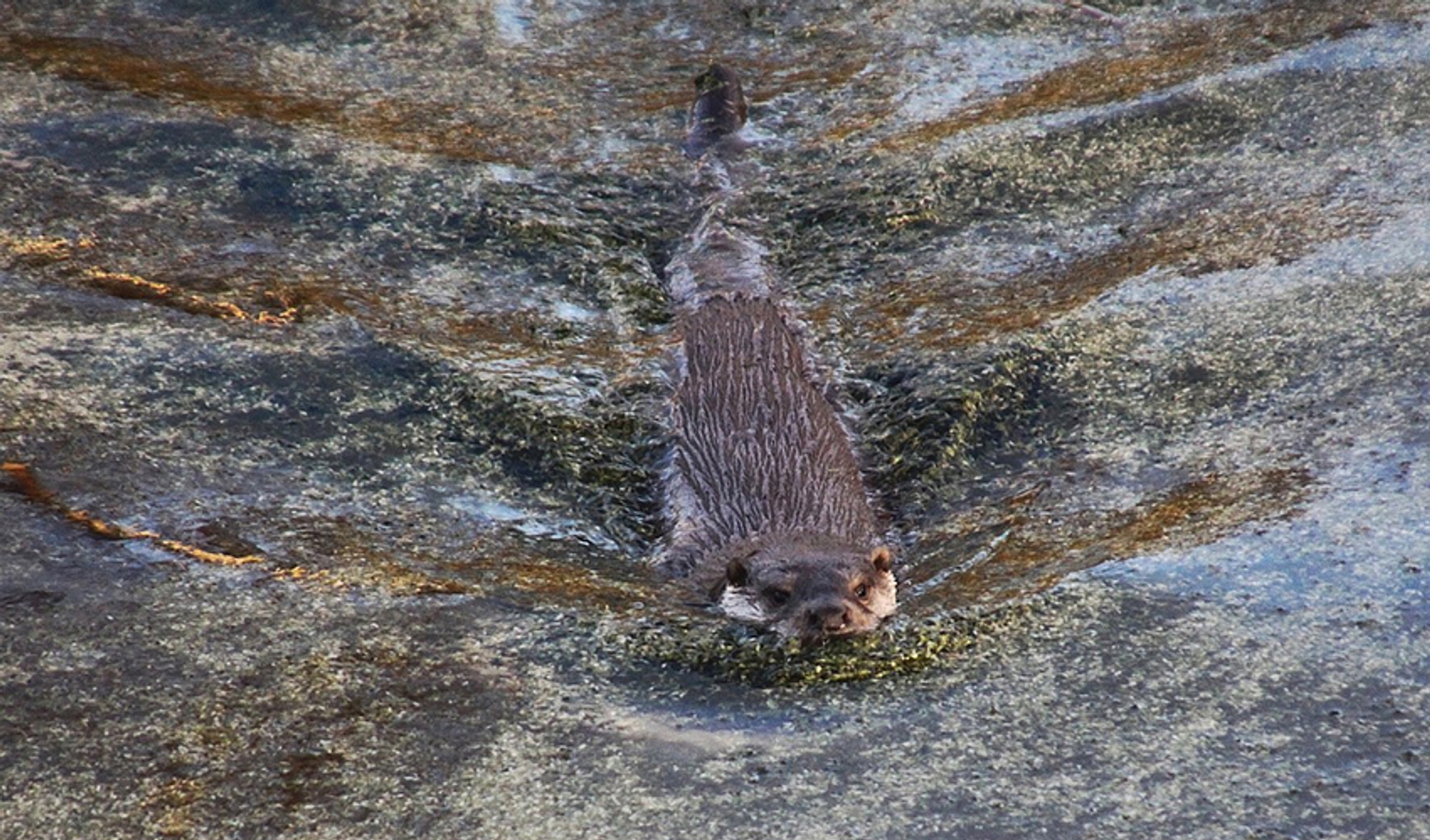 Otter zwemt