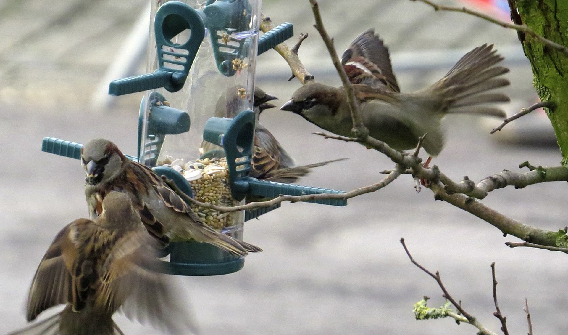 Comeback Van De Amsterdamse Huismus - Vroege Vogels - BNNVARA