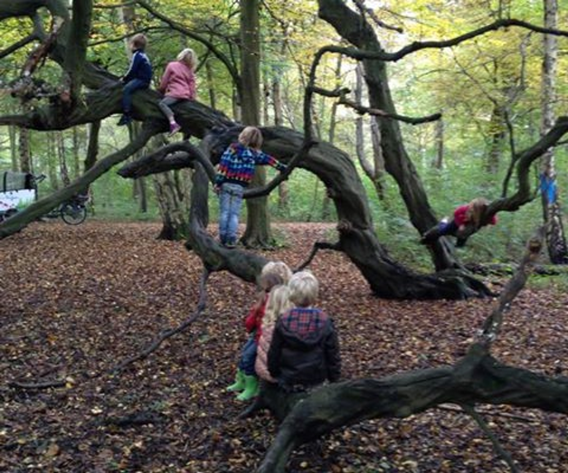 Groene Kinderopvang - Vroege Vogels - BNNVARA