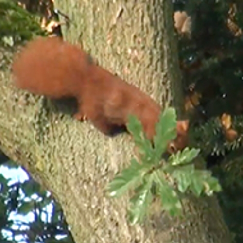 Nest van een eekhoorn