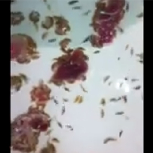 Mysterie rond vleesetende zeediertjes opgelost