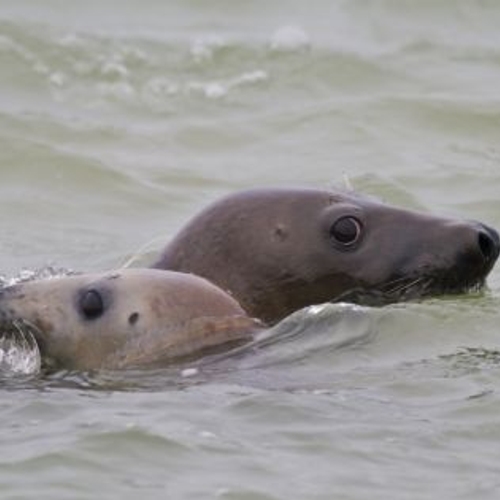 Afbeelding van Onverwachte natuur: zeehonden in de haven