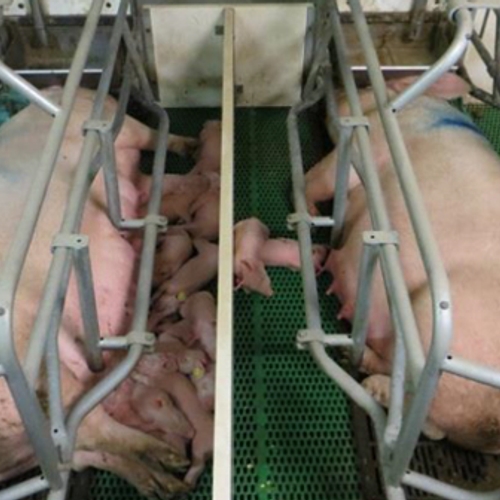 Bezetting en ontruiming van een varkensfokkerij