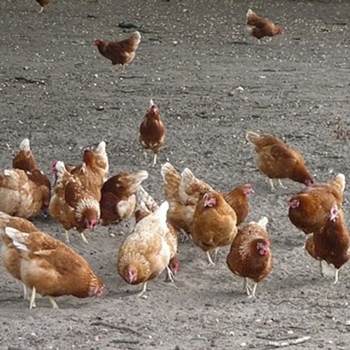 Ophokplicht voor commerciële kippenboeren vanwege vogelgriep