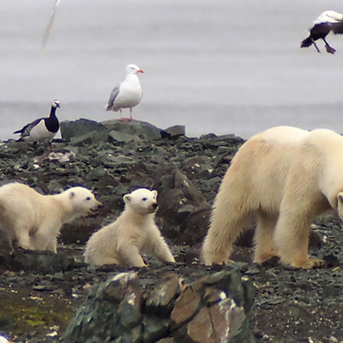Afbeelding van Steeds meer hongerige ijsberen in buurt van Russisch dorp