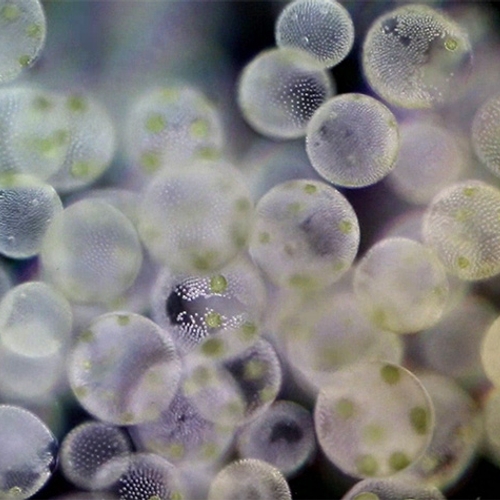 Kleurrijk waterleven onder de microscoop