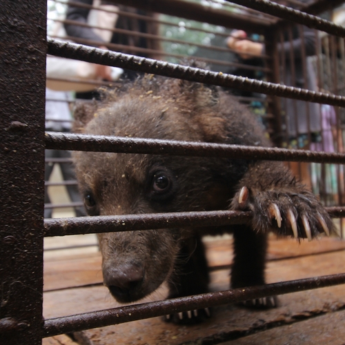 Bewijs dierenmishandeling in Chinees Circus