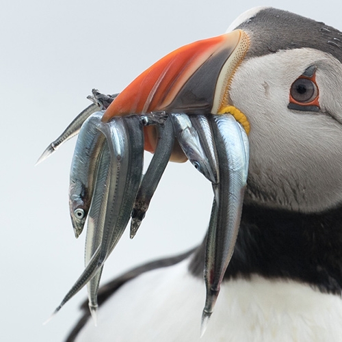 Wonderlijke zeevogels en een Noors insectenboek