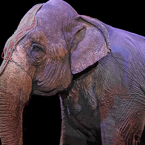 200.000 handtekeningen Europees verbod wilde dieren in circus