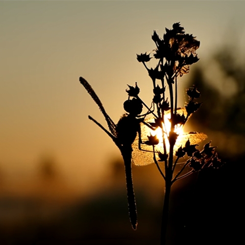 Heidelibel met dauw tijdens zonsopkomst