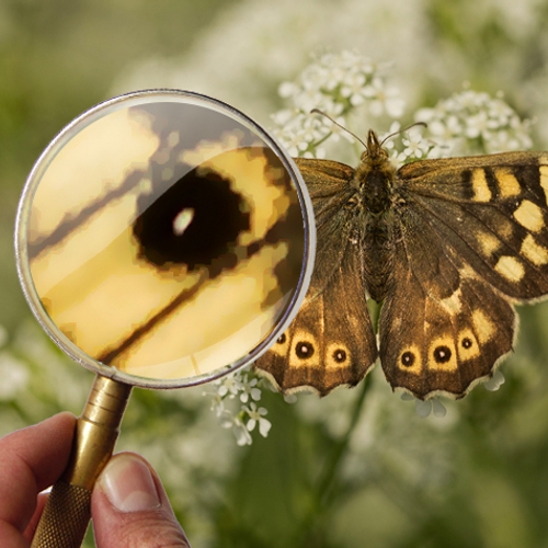 Memory: Test je vlinderkennis