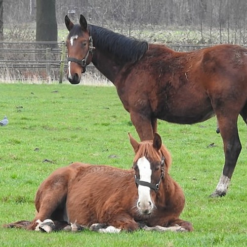 Kabinet wil paardenmiddel uit bloedboerderijen weren