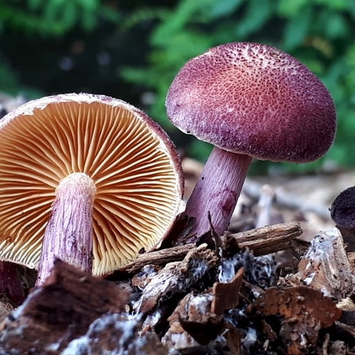 Nieuwe exotische paddenstoel voor Nederland