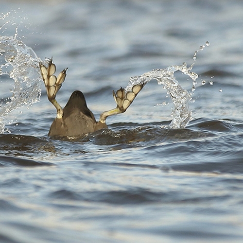 Fotoserie: Vogels met grote voeten