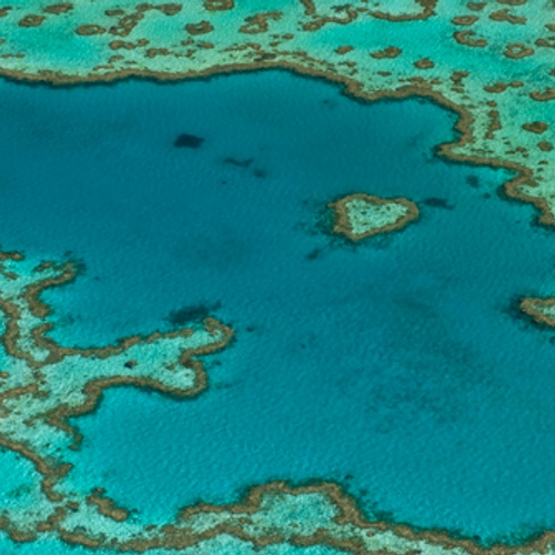 Beschadigd Great Barrier Reef wordt opgelapt met koraallarven