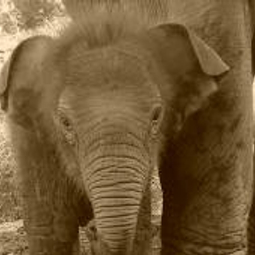 Zwaar materieel voor redding van olifanten