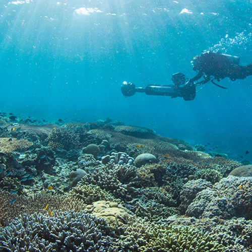 Koraalriffen bij Indonesië gezonder dan verwacht