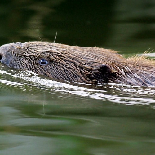 Hoe bevers de winter door komen