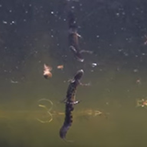 Kleine watersalamander onder water