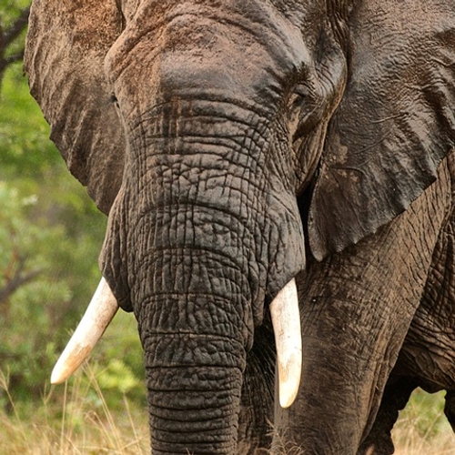 Handel in ivoorkunst in Nederland vaak illegaal