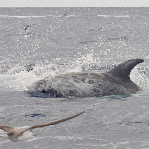 Dolfijnenonderzoek op de Azoren