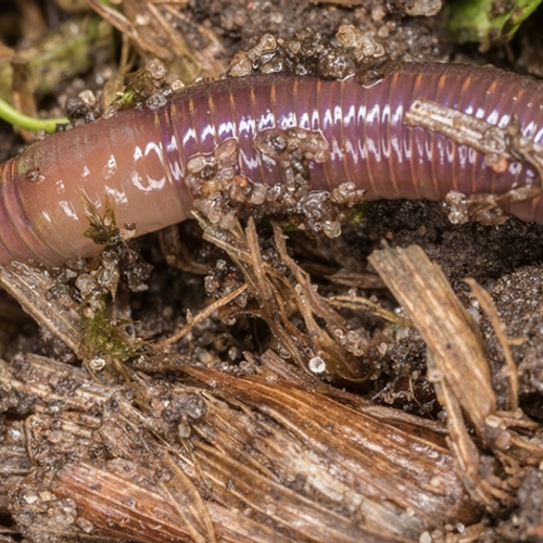 Regenwormen planten voort op nagemaakte Marsbodem