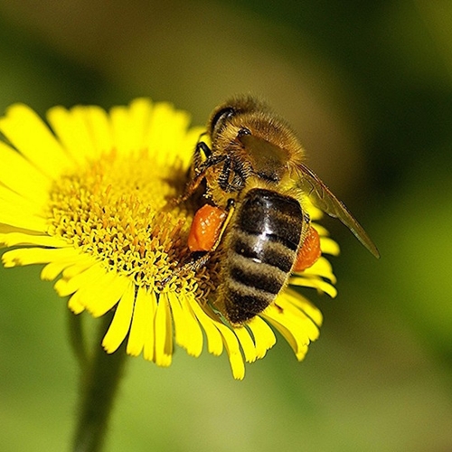 Verbod bijengif zonder zuiveringsinstallatie