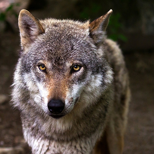 Dode wolf in Overijssel is officieel een wolf