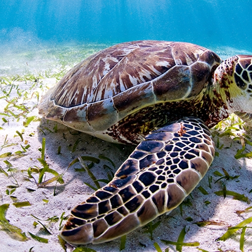 Zeeschildpadden zijn steeds vaker vrouwtje