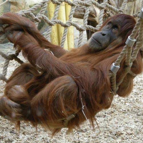 Euthanasie voor de oudste Sumatraanse orang-oetan in gevangenschap