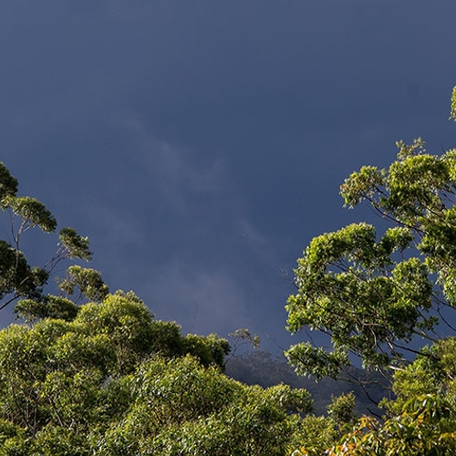 12 miljoen hectare tropisch bos weg in 2018