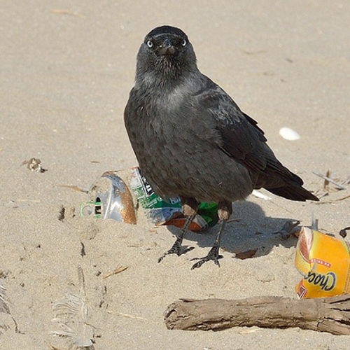 Afbeelding van 15.000 kilo afval van strand geraapt
