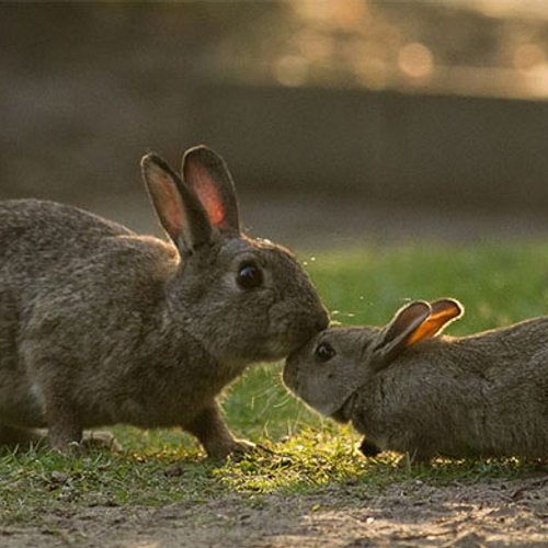 Ondanks dodelijke ziekte toch jacht op konijnen