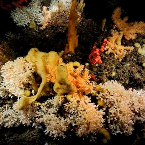 Voor koraalriffen in de diepzee komt al het goede van boven