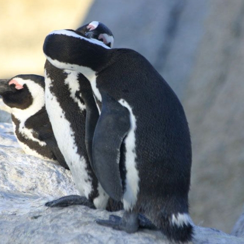 Afrikaanse pinguïns werken samen tijdens jacht