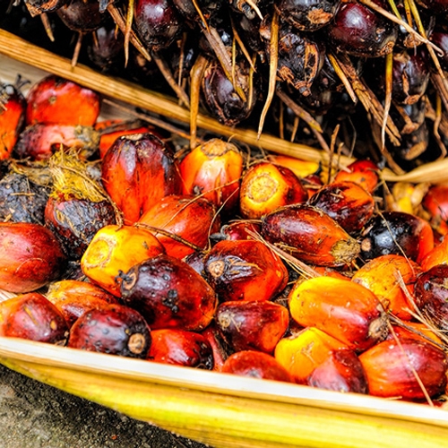 Invoer van palmolie stijgt weer