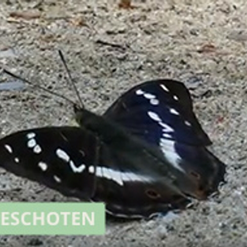 Grote weerschijnvlinder